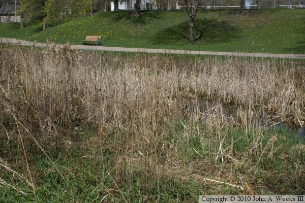 Wetlands Restoration Project